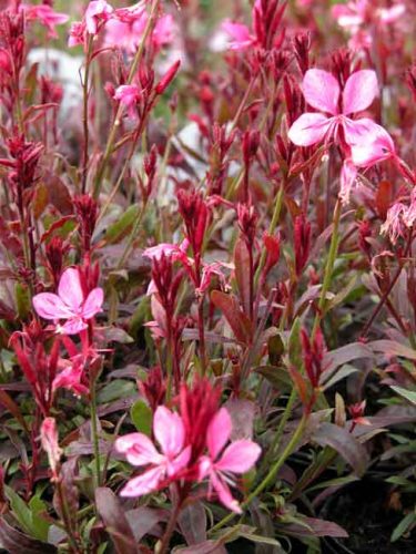 Gaura Crimson Butterflies - perennials for container plantings