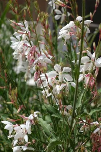 Gaura Whirling Butterflies - thriller perennial for container gardening