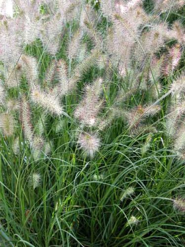 Pennisetum alopecuroides ‘Hameln’ - grasses for flower pots from Weatherstaff