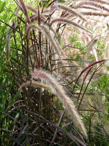 Pennisetum x avena Rubrum - grasses for container planting