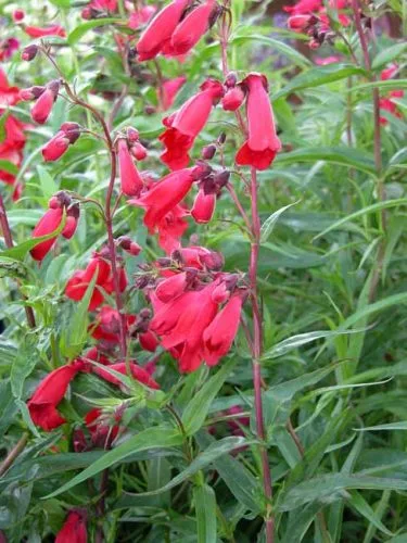 Penstemon Schoenholtzeri - gorgeous perennial for containers