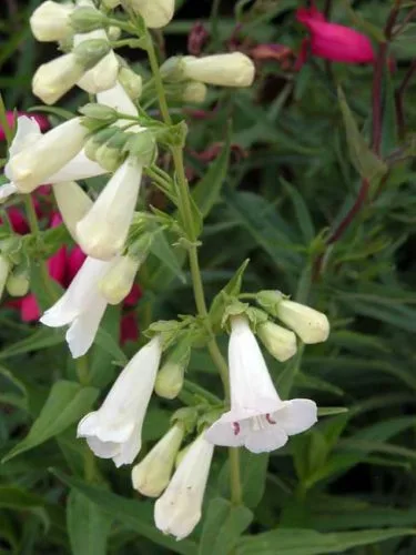 Penstemon White Bedder - pretty container plant from Weatherstaff