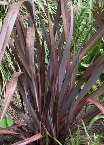 Phormium Dusky Chief - thriller plant from Weatherstaff Planting Planner