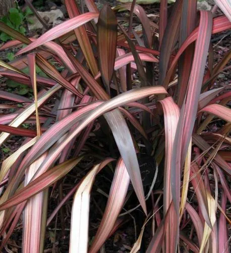 Phormium Evening Glow - container plants from Weatherstaff garden design software
