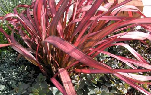 Phormium Pink Panther - eye-catching container plant from Weatherstaff garden design software  