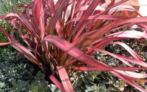 Phormium Pink Panther - eye-catching container plant from Weatherstaff garden design software