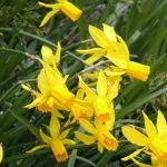 Cyclamineus narcissi - early flowering daffodils for a spring display