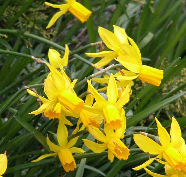 Cyclamineus narcissi - early flowering daffodils for a spring display