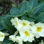 Primroses (Primula vulgaris) in an early spring border