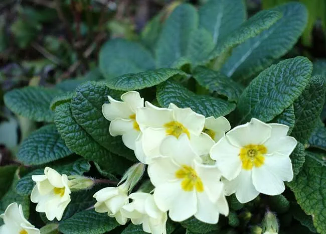 Primroses (Primula vulgaris) in an early spring border