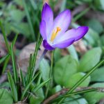 Purple crocus in early spring Weatherstaff garden design blog
