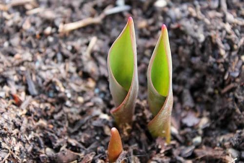 Tulip leaves emerge in spring garden beds