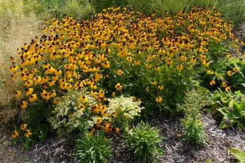 Chipped bark used as a mulch in flower beds Weatherstaff PlantingPlanner