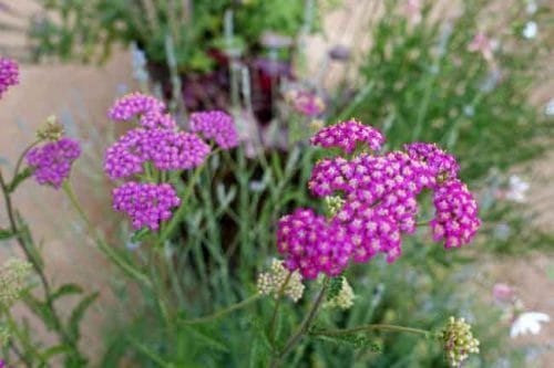 Achillea millefolium ‘Cerise Queen’ - ideas for summer flower beds,from the Weatherstaff PlantingPlanner