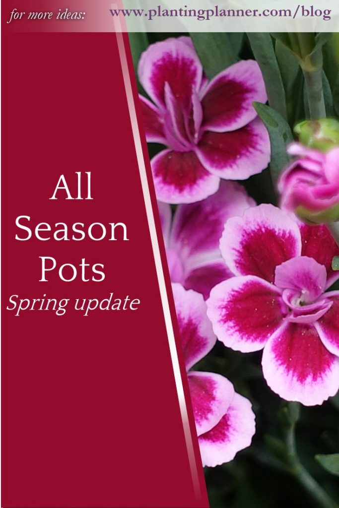 All Season Pots - spring update - from Weatherstaff garden design software
