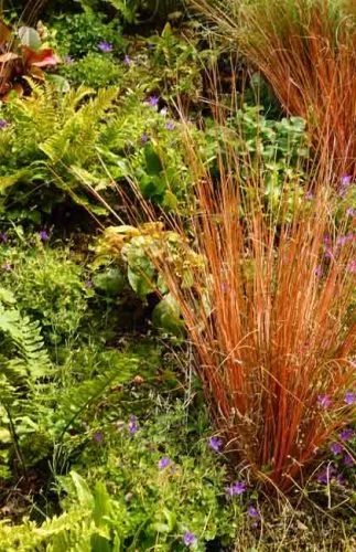 Bronze Carex comans - grass for containers and vertical plantings