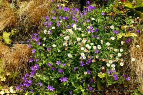 Campanula portenschlagiana and Erigeron karvinskianus - planting ideas for living walls
