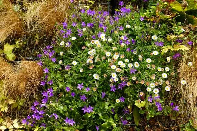 Campanula portenschlagiana and Erigeron karvinskianus - planting ideas for living walls