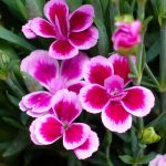 Dianthus for garden pots - from the Weatherstaff blog