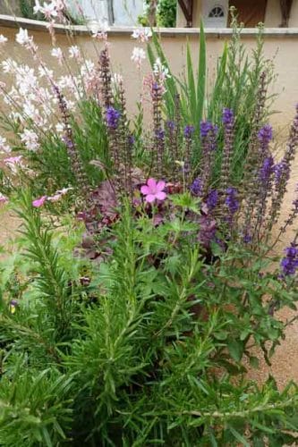 Early June - geranium, salvia and gaura. Summer planting ideas for containers.