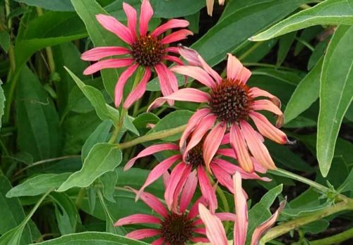 Pink echinacea flowers - late summer garden ideas from Weatherstaff