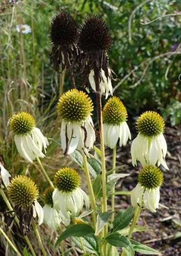 chinacea purpurea flower and seedhead - autumn interest from the Weatherstaff blog
