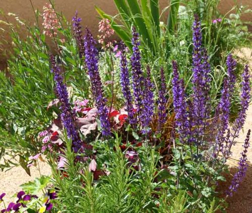 Salvia and heuchera flowers - late spring garden border ideas