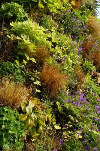 Grasses and ferns on a living wall - Weatherstaff planting ideas