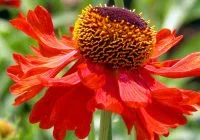 Helenium Moerheim Beauty