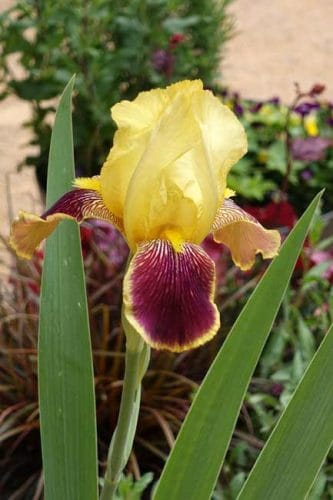 Iris germanica Accent - flowering in May. Spring garden ideas from Weatherstaff