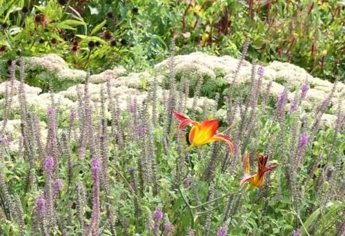 Yellow and red daylily - prairie-planting style from Weatherstaff