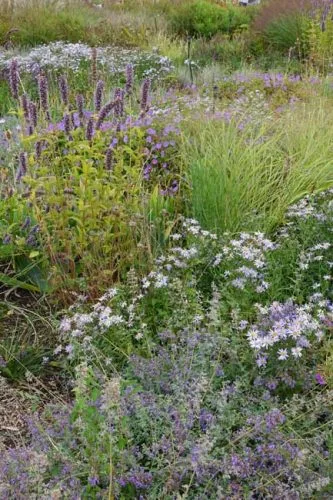 Soft blue planting at Lascaux