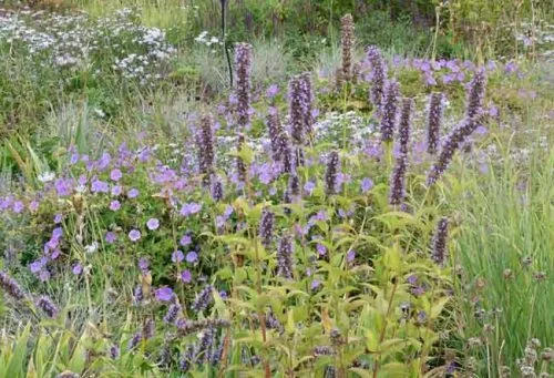 Blue perennials at Lascaux