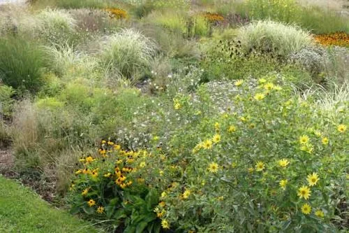 Drifts of planting - Weatherstaff blog