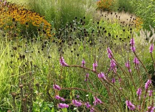 Prairie-style with yellow and purple perennials - from Weatherstaff