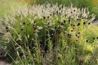 Pennisetum and seedheads