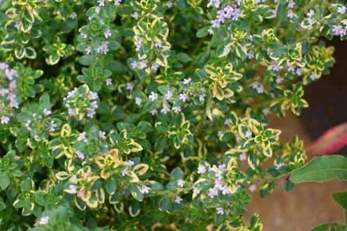 Lemon-scented thyme - herbs for summer containers, Weatherstaff garden design software