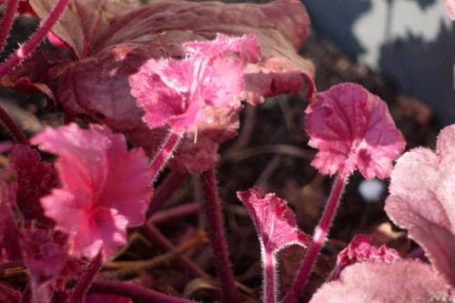 New pink leaves on the heuchera - container planting in spring. Weatherstaff PlantingPlanner