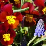 Pansies and grape hyacinths - spring flowers for container planting. Weatherstaff garden design software