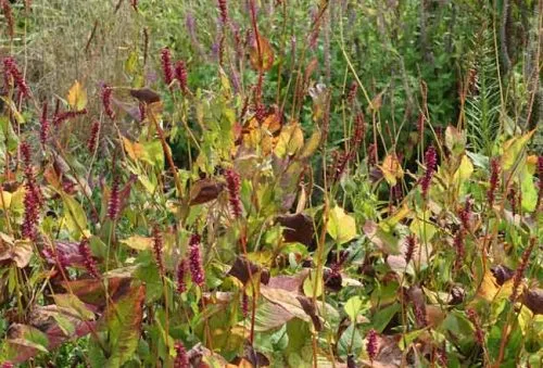 Persicaria amplexicaulis 'Firedance'