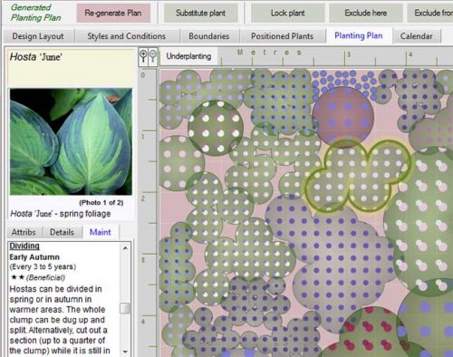 Weatherstaff Planting Plan with highlighted plant