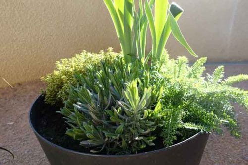 Pot 3 - lavender, iris, geranium sanguine, Achillea millefolium and lemon thyme - container planting ideas from Weatherstaff