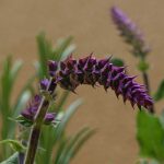 Salvia x superba - for spring and summer flower beds and containers. Weatherstaff garden design software