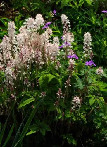 Tiarella Iron Butterfly - a shade-loving perennial for gardens and containers
