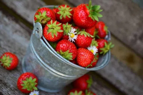 Grow strawberries on your living wall - planting ideas from Weatherstaff garden design software
