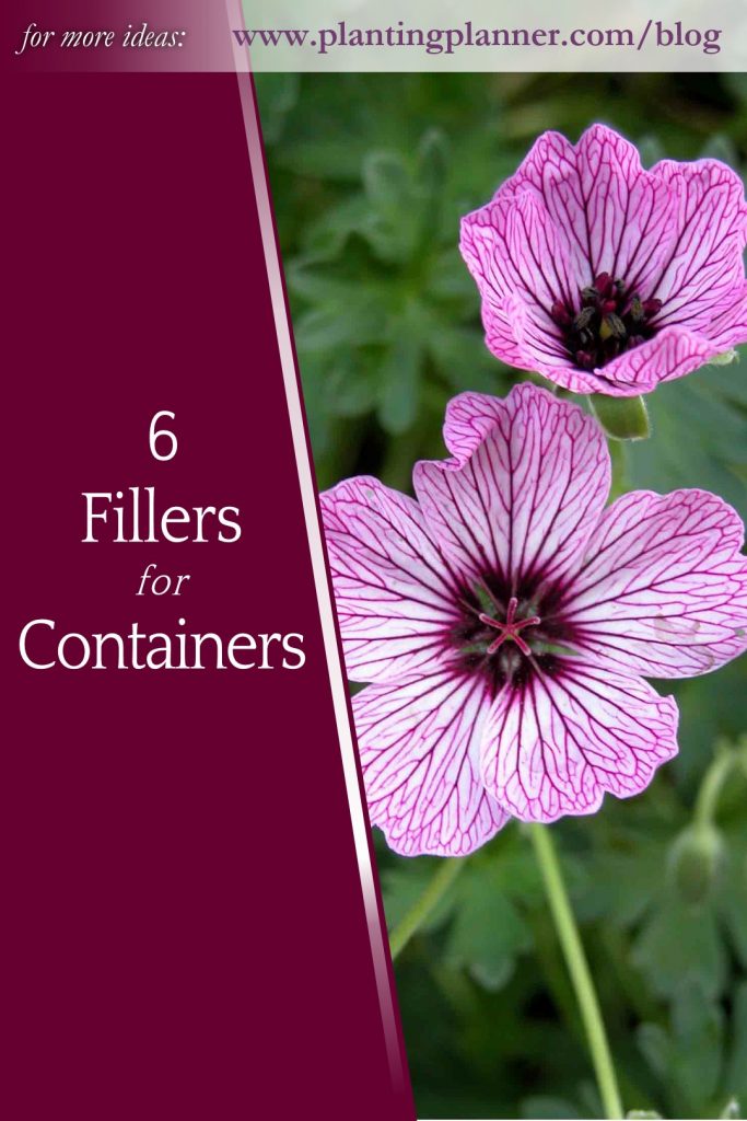 5 Fillers for Containers - from Weatherstaff garden design software
