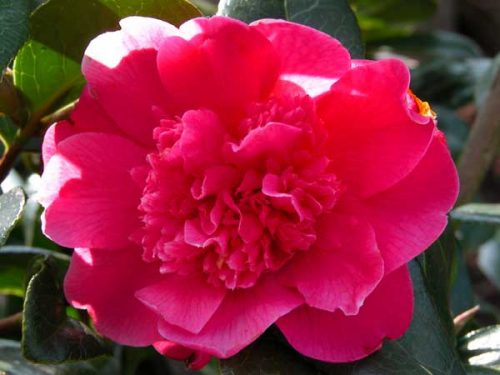 Camellias in a romantic garden