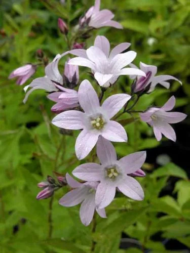 Perennials for romantic gardens