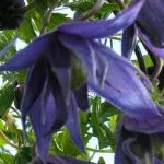 Climbing plant for romantic gardens.
