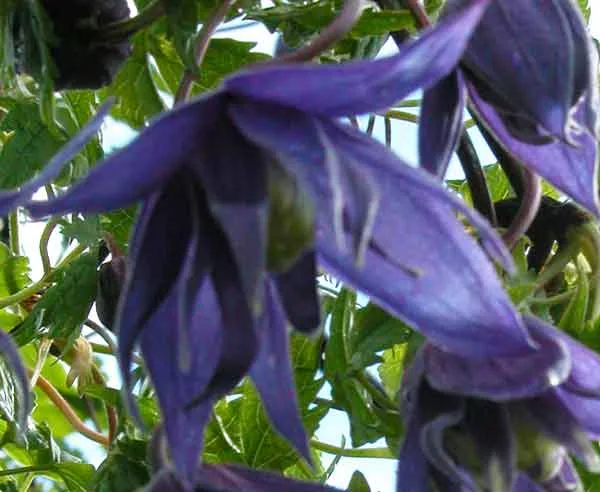 Climbing plant for romantic gardens.